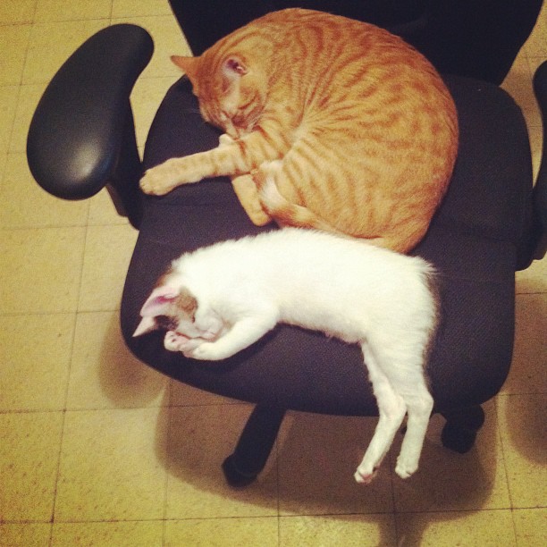 Котейка, который не знает как лежат котейки