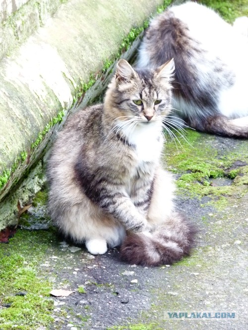 Котовторник на 24.09.2013г