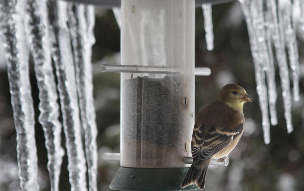 погода в щеглах. сибирский щегол. щегол на чертополохе. репейник птица. черноголовый щегол.