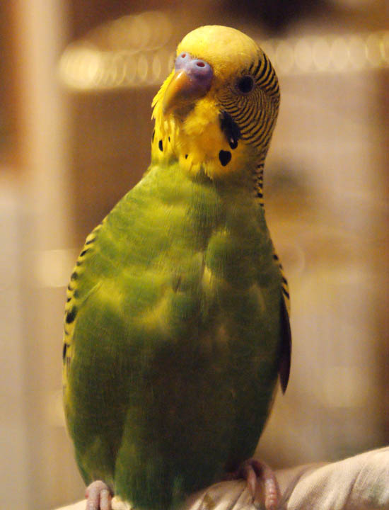 Комбо