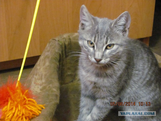 Котовторник 05.08.2014