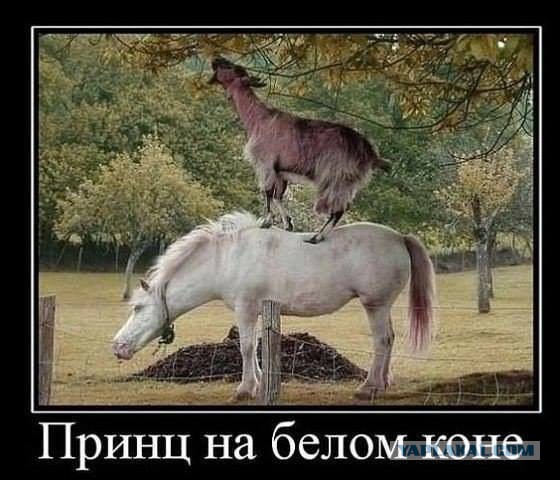Весёлые картинки