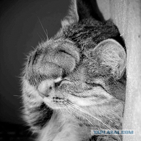 Главная ошибка женщин, которые хотят замуж