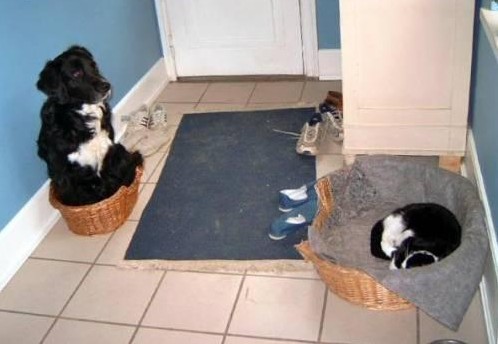 Коты, кошки, котята