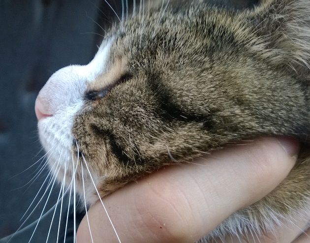 14 котов, которых покусали пчелы