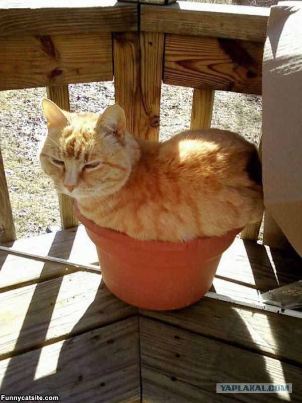 Котовторник