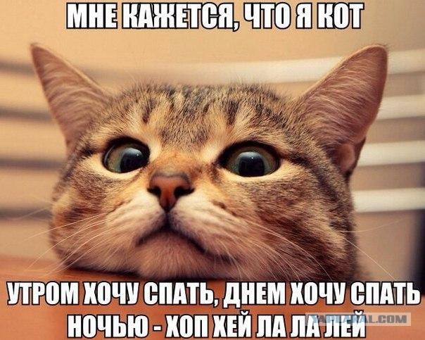 Пост невероятной кошачьей красоты. 25 фот.