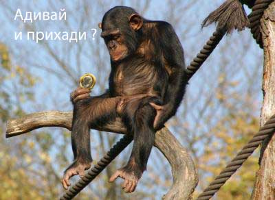 Грустный самец