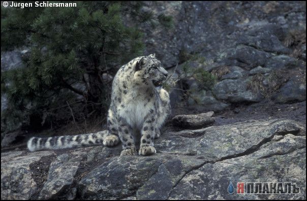 ДИКИЕ КОШКИ
