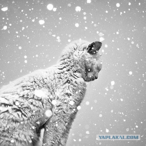 Котовторник  01.03.2016