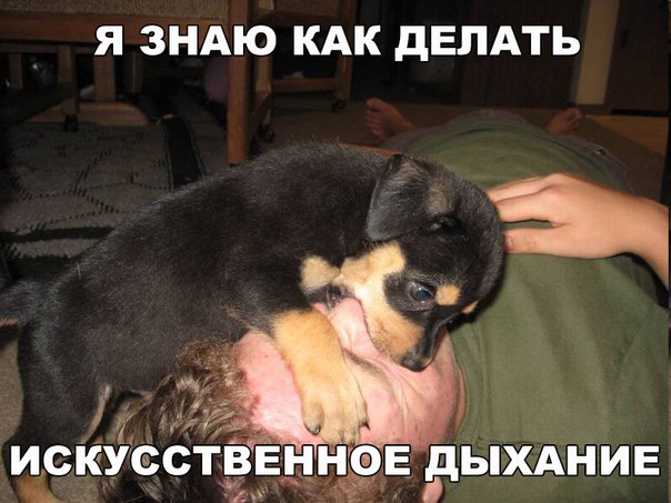 Мохнатые беспредельщики
