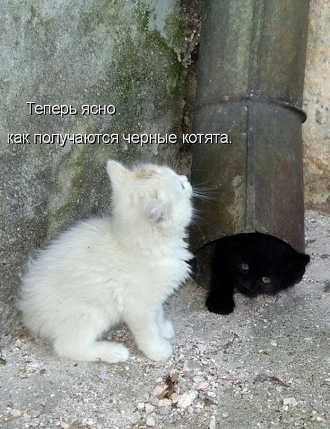 Прикольные животные