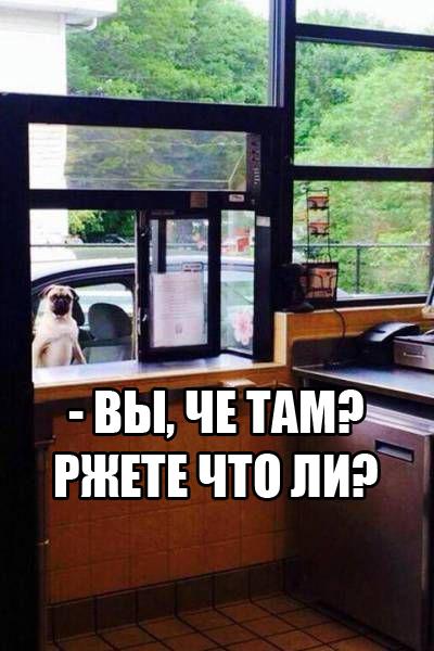 Прикольные животные