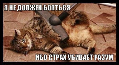 Прикольные животные