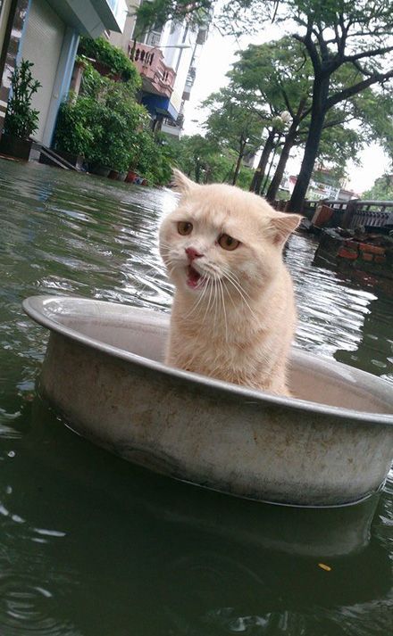 Прикольные животные