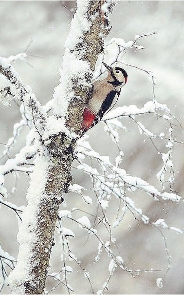Самые смешные животные