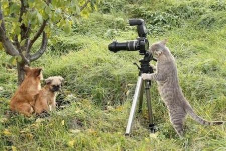 Коты из сети