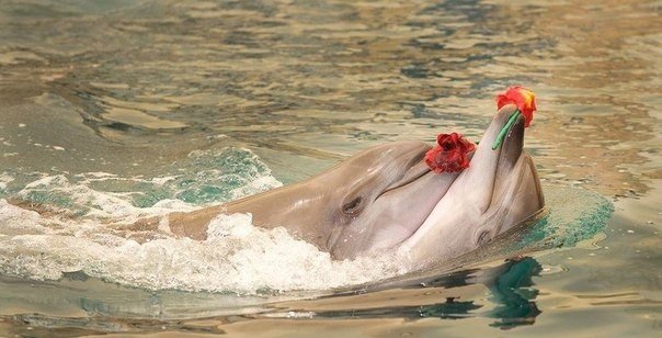 Самые смешные животные