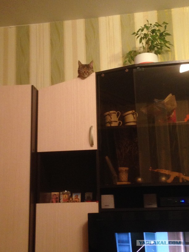 20 мест, в которых не должно было быть кота, но вот он
