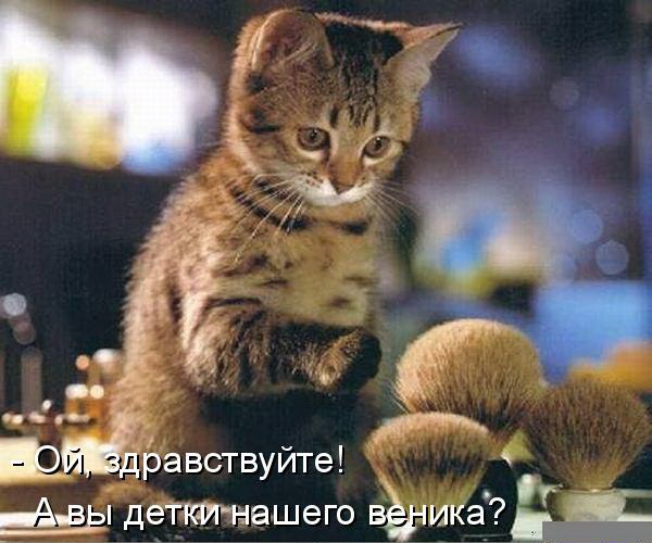 Коты и Кошки