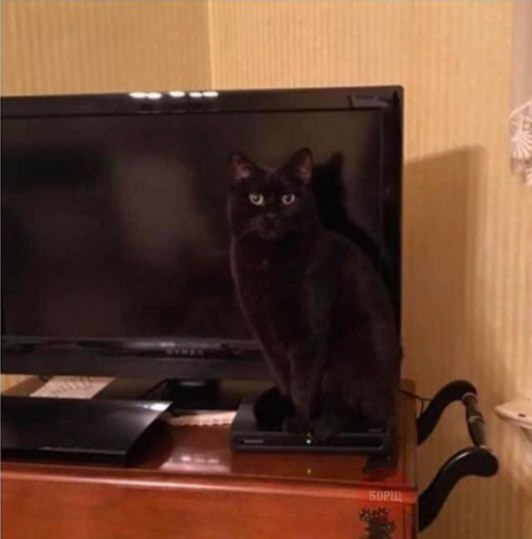 Коты и Кошки
