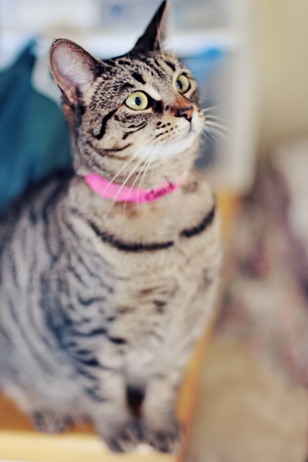 Коты и Кошки