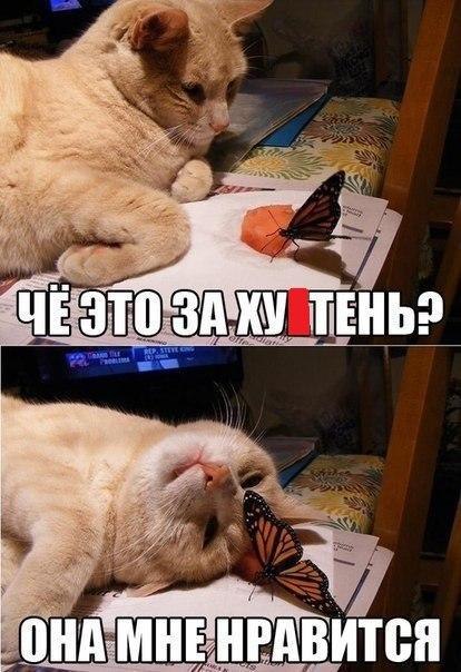 Прикольные картинки 19.06.2017.