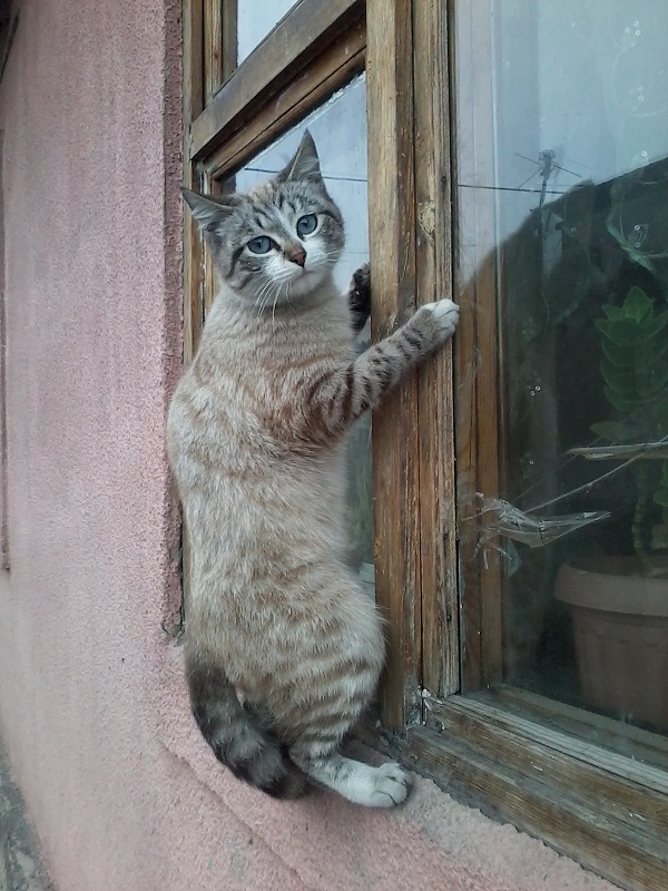 Васюта, Васант. Наш кот, от рождения до наших дней.