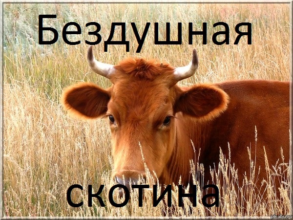 Просто нет слов...