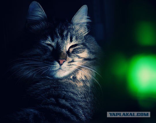 Кошкино счастье.