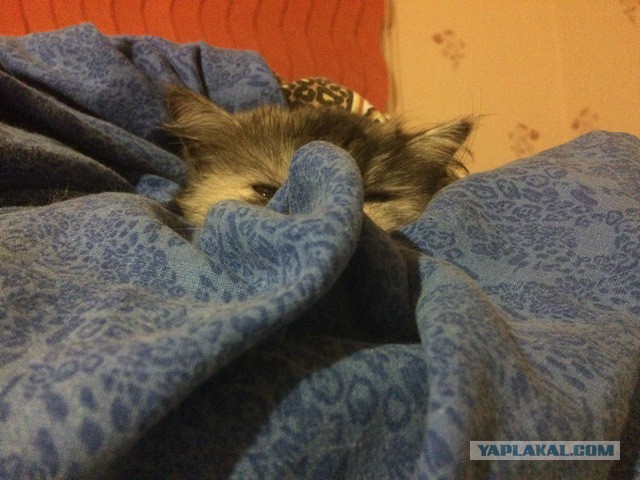 Котовторник 02.01.2018