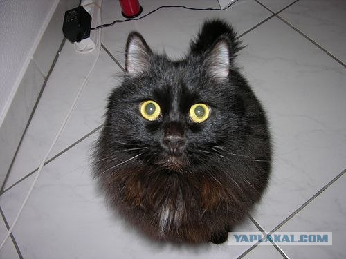 Котовторник на ЯПлакалъ (03.06), котята (31 шт)
