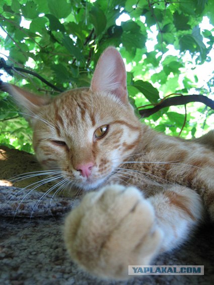 Котовторник на ЯПлакалъ 08.07.2008