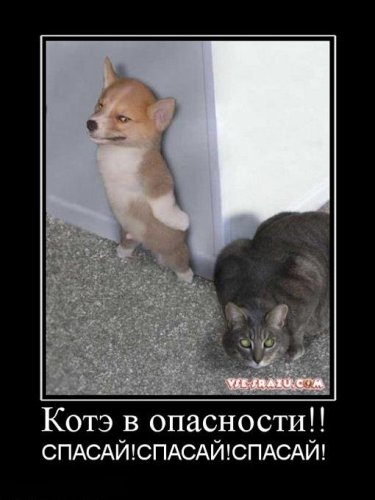 Котовторник: начало
