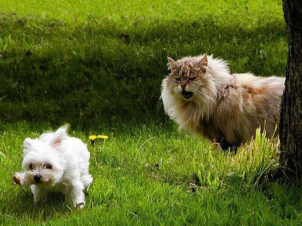 Котовторник на середину июня