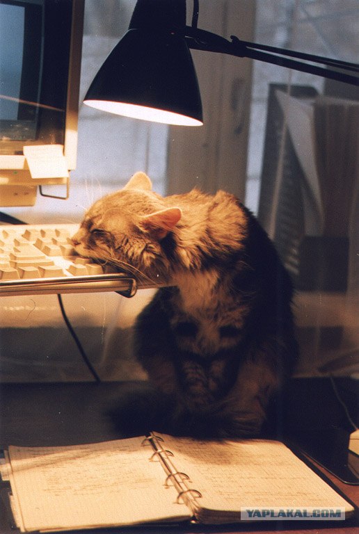 Котовторник в "КотоГетто"