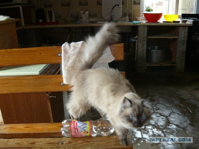 Котовторник!
