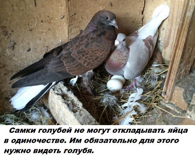 Подборка бесполезных фактов.