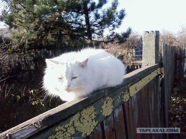 Котовторник (28.02.2012)