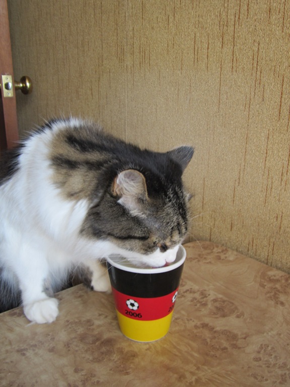 Котовторник  4.09.12