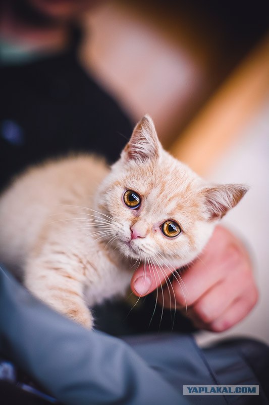 Новогодний Котовторник 01.01.2013