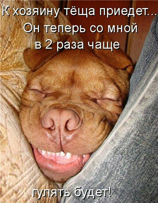 Хвостатые—усатые