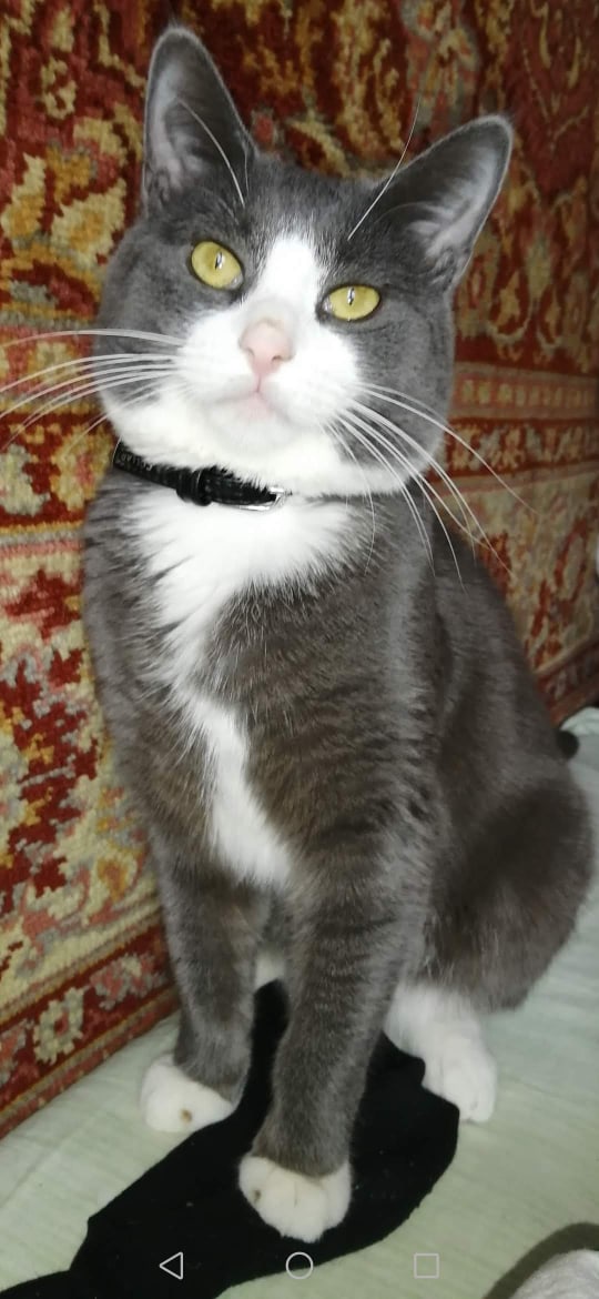 Котики