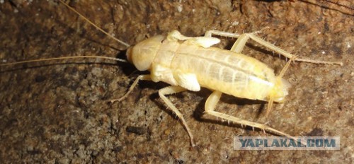Я устал от Blattella germanica