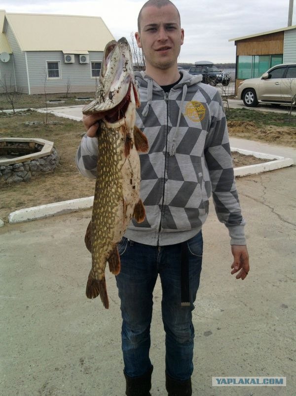 Щукарь