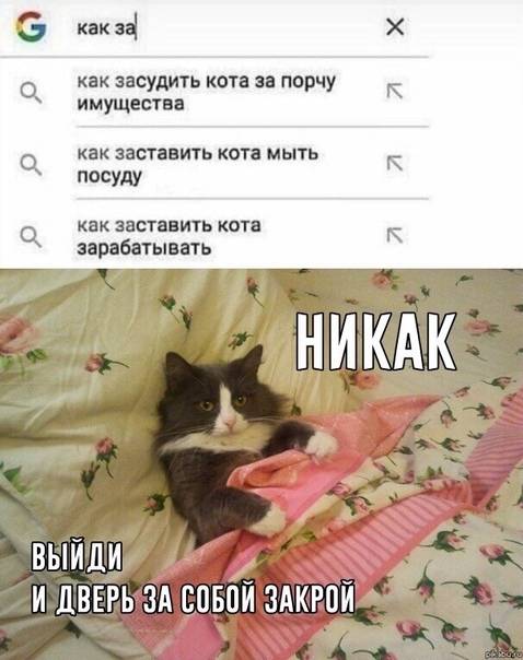 Почему кошки мурлычут, зачем им шершавый язык и еще 11 вопросов о любимых питомцах