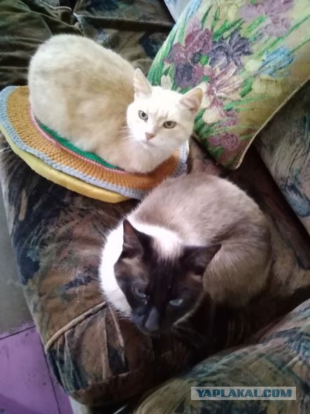Котовторник 07.06.2022
