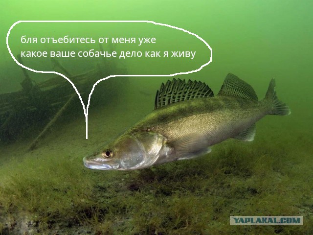 Судак. Как живёт крупнейший представитель окуневых?