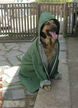 Собакочетверг...