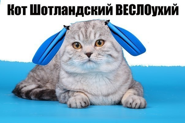 Ставрополь, котята.